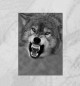 Плакат Волк