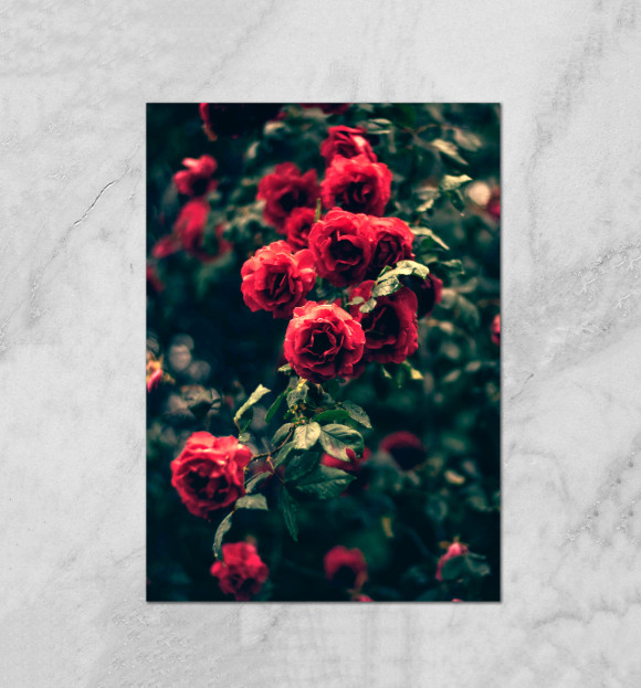 Плакат с изображением Розы цвета Белый